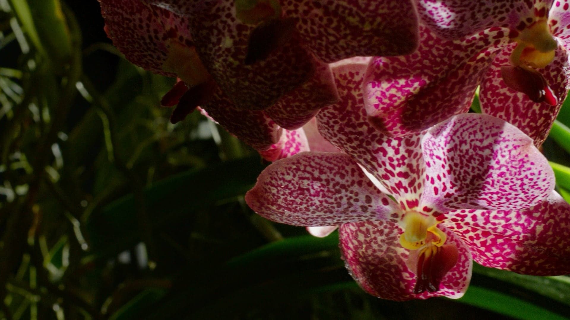 Kingdom of Plants 3D