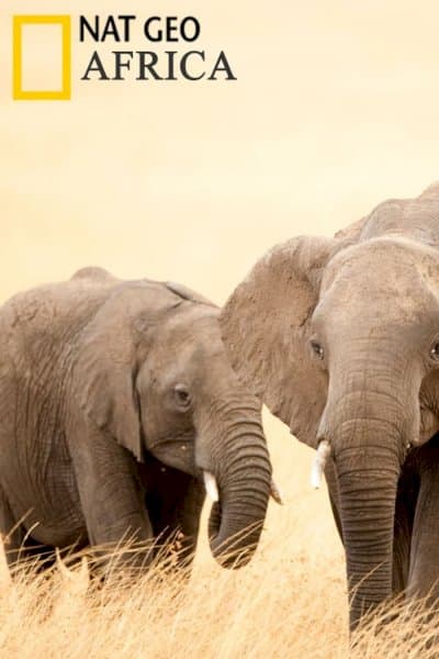 Africa