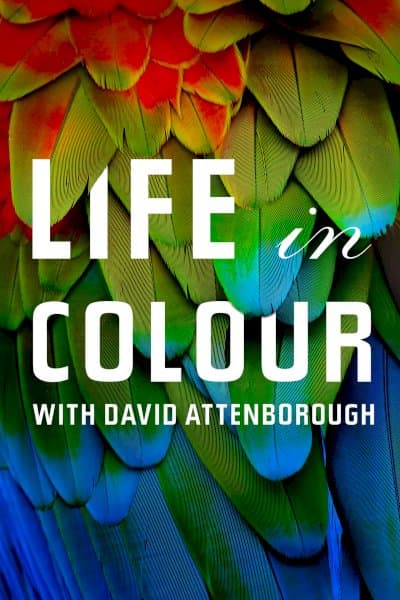 Life in Colour