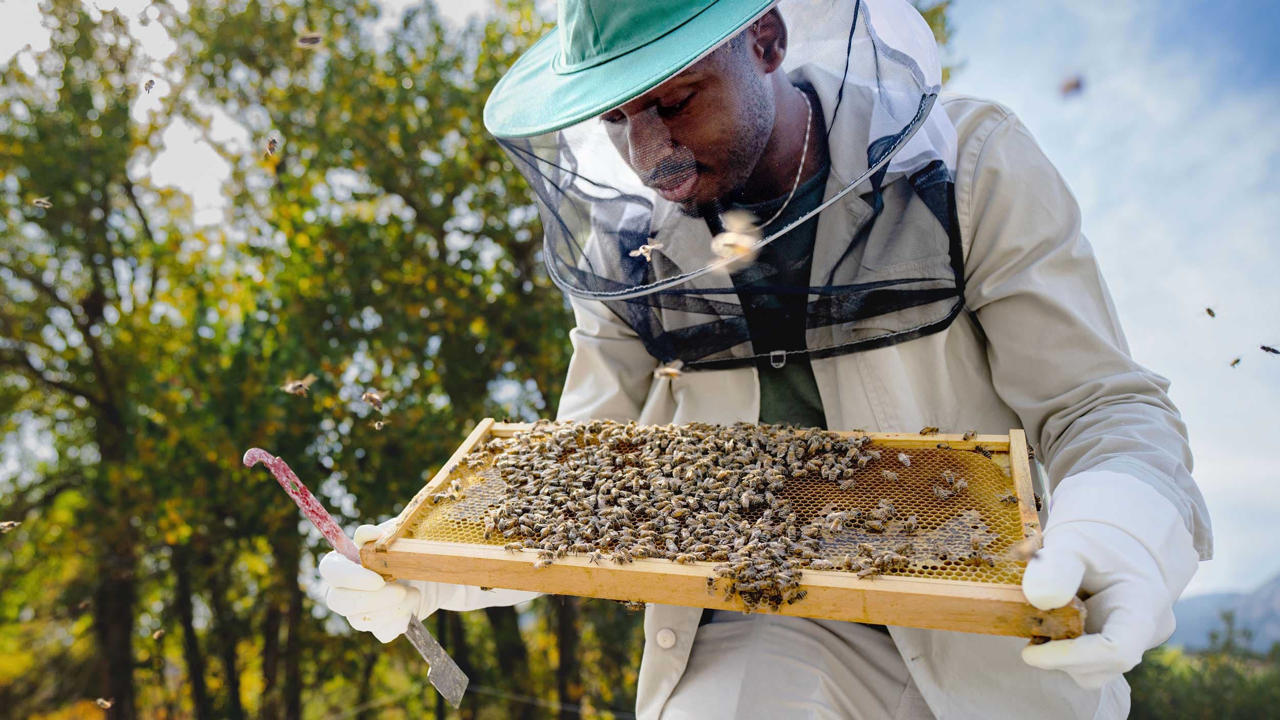 Secrets of the Bees
