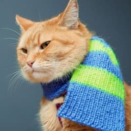 Bob the Cat